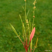 Rumex acetosella L.